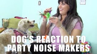 DOGS REACTION TO PARTY NOISEMAKERS FUNNY [upl. by Guzel]