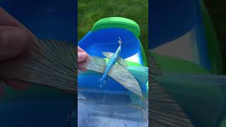 Sea Animal Toys Down Slide Reverse Video [upl. by Llewon]