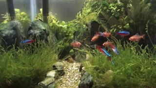 Serpae Tetra and Neon Fish Aquarium [upl. by Maffa]