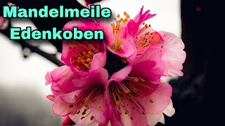 Mandelmeile Edenkoben [upl. by Nanette]