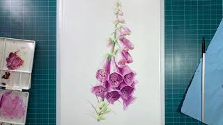 Week 2 of Painting Flora Foxgloves [upl. by Bonnice]