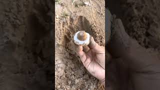 What lies beneath the raised soil layer The Mushroom Era asmr wildmushrooms [upl. by Rolo969]