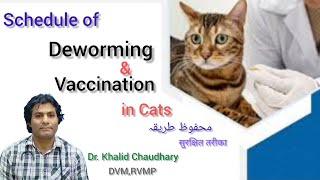 Cats deworming and vaccination schedule  Best vaccine for cat  Best dewormer for cat amp kitten [upl. by Lovel672]