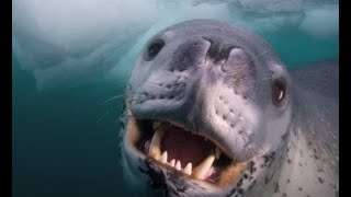 8° ano – IMPACT 3 – Unit 2 – Misunderstood Animals – Video Face to Face with a Leopard Seal [upl. by Nordna]