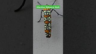 Ailanthus Webworm Moth shorts shortsfeed [upl. by Aeila]