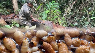 Harvesting beetle larvae Cutting tree cores to feed chickens  Idyllic life [upl. by Prima]