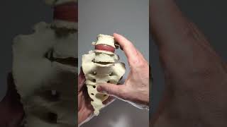 Lumbosacral model with transitional vertebrae and disc herniation [upl. by Nairod72]