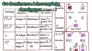 Codominance and incomplete dominace  class 10 [upl. by Deaner]