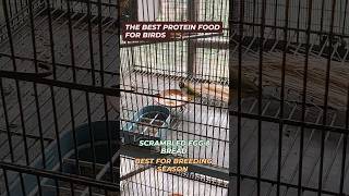 Best Protein food for birds egg bread season 2025lovebirds budgies finches [upl. by Karb156]