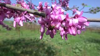 Απρίλης amp κουτσουπιά  Syringa Vulgaris amp Cercis siliquastrum [upl. by Lenaj]