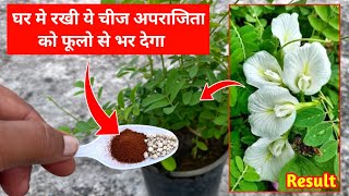 अपराजिता में डालते ही खेलेंगे सैकड़ो फूल  Aprajita Plant Care  Aprajita Plant  Flower Plants Care [upl. by Hsetih]