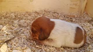 Red Tick Beagle female puppy LUCY at almost 2 weeks [upl. by Wilt]