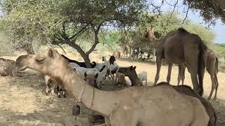 The camel is busy meetingcamelmeetingtharviralvideo youtub [upl. by Eirek]