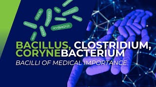 Bacillus Clostridium Corynebacterium Bacilli of Medical Importance [upl. by Legnaleugim]