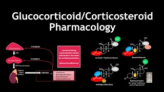 Glucocorticoid and Corticosteroid Pharmacology and Medicinal Chemistry [upl. by Ecirb]