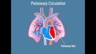 Pulmonary Circulation [upl. by Arahsak]