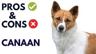 Unveiling the Pros and Cons of Canaan Dogs  Canaan Dog Advantages and Disadvantages [upl. by Iorio229]