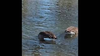 Canada Goose Honking  Bird Calls and Sounds  shorts [upl. by Enieledam]