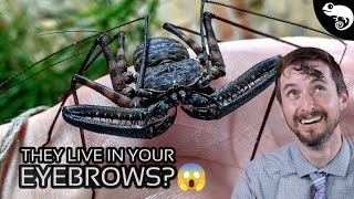 Arachnids  Everything You Want to Know and a Few Things You Dont [upl. by Galvan]