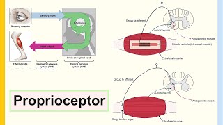 proprioceptor [upl. by Eiuqnimod419]