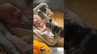 cat dog dogs cut cute love lovecats lovedogs funny virla viralvideo foryou foryoupage [upl. by Raseda476]