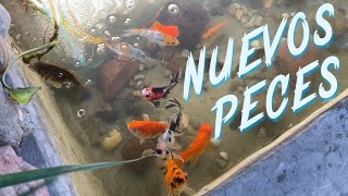 NUEVOS PECES PARA EL ESTANQUE [upl. by Narad]