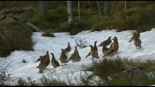 TIURLEIK MED 20 RØY  Capercaillie display in Froland Norway [upl. by Mulcahy]