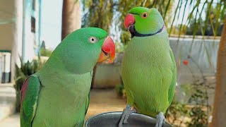 Talking Indian Parrot Video  Parrot Friendly Sounds [upl. by Rovert]