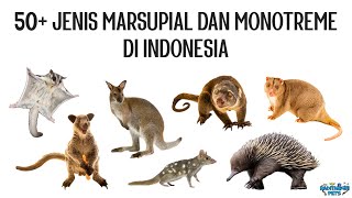 50 Jenis Marsupialia Mamalia Berkantung dan Monotremata Mamalia Bertelur di Indonesia [upl. by Glover147]