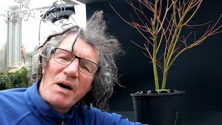 Pruning My Arakawa Japanese Maple The Bonsai Zone Jan 2024 [upl. by Sansone]