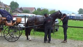 Kathriners Freiberger am Feldtest Ettiswil 2017 [upl. by Zetniuq891]