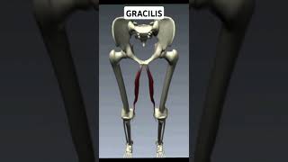 Write Gracilis Muscle Action [upl. by Martel]