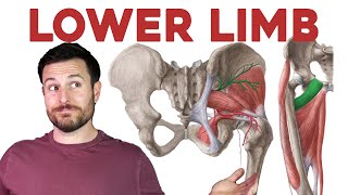 How to Remember Every Muscle of the Lower Limb and Leg  Corporis [upl. by Nylime]