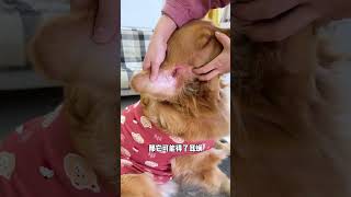 Dog ears need regular care for dogs Ear mites Ear cleaning solution Dog care Cute pets [upl. by Ahsaei868]