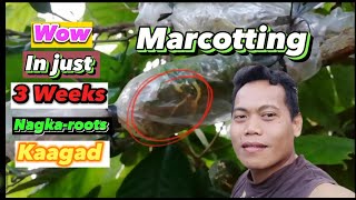 How to Marcot Calamansi  Citrus microcarpa Air Layering calamansi marcotting airlayering bradj [upl. by Midan]