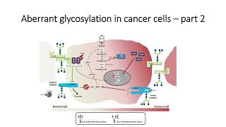 Glimpse of Aberrant Glycosylation in cancer cells Part2 Code 569 [upl. by Paderna33]