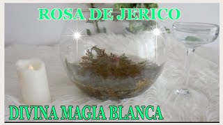 ROSA DE JERICO Y SU DIVINA MAGIA BLANCAritual y cuidados [upl. by Benedick]