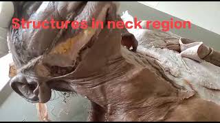 Anatomy of Submandibular region dissection  structures in the neck region [upl. by Noiro174]