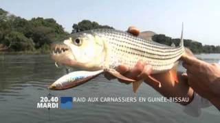 Raid aux carnassiers en GuinéeBissau [upl. by Heiney770]