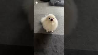 Puppy shots video funny funn videos loveshortsvideo [upl. by Yesrod]