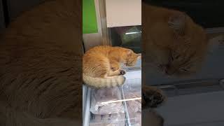 cat naps on fridge full of fish cat pets animals [upl. by Oalsecnew384]