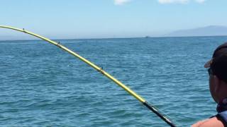 Humpback Whales in Capitola California [upl. by Rhonda276]