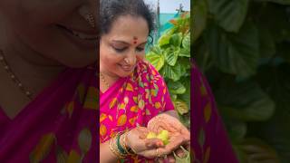 Happy gardening 🌻🌻🌻 seetha cooking villagechef cheffood delicious food chefrecipes recipe [upl. by Falkner429]