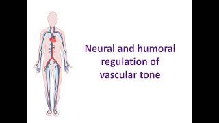 Neural and humoral regulation of vascular tone [upl. by Oirevlis708]