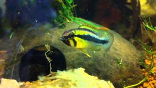 Apistogramma sp Abacaxis F1 [upl. by Akkire]