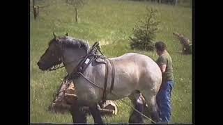 TREKPAARDEN CONCOUR IN DINEZ  HOUFFALIZE  1993 [upl. by Benedikt510]