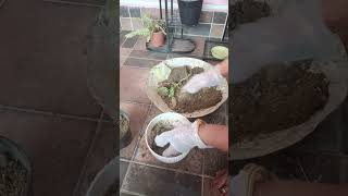 aglaonema plant report YouTube video [upl. by Annehcu]