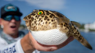 We ate DEADLY Blowfish … TOXIC Checkered Pufferfish Catch Clean Cook [upl. by Bellanca384]