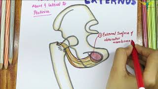 Obturator Externus  Muscle  Origin  Insertion  Nerve supply  Actions [upl. by Fairleigh]