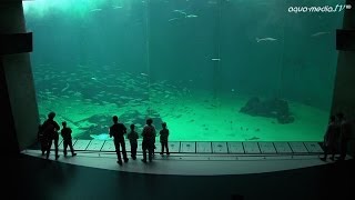 NORDSOENOCEANARIUM HirtshalsDaenemark [upl. by Enorahs152]